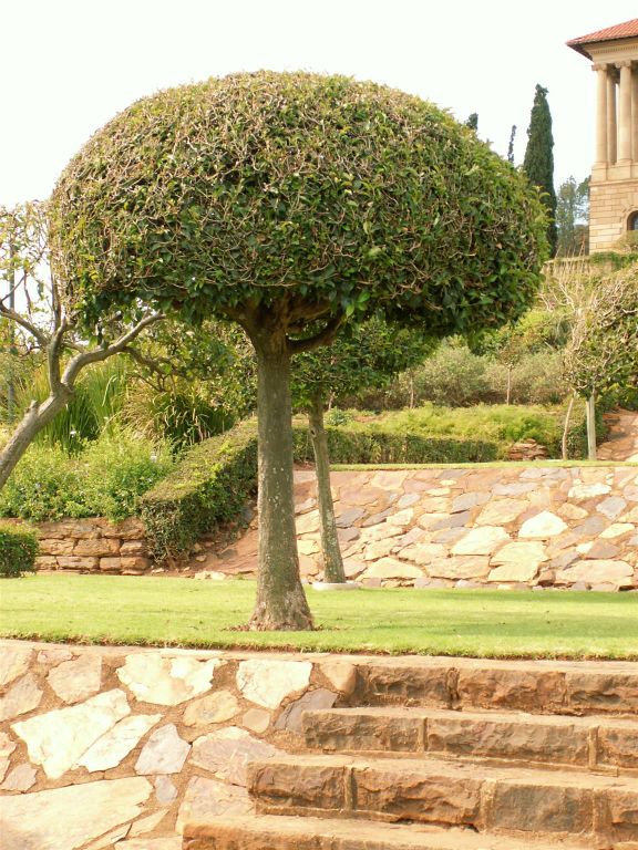 PRETORIA - een boom in een tuin bij de Union Buildings