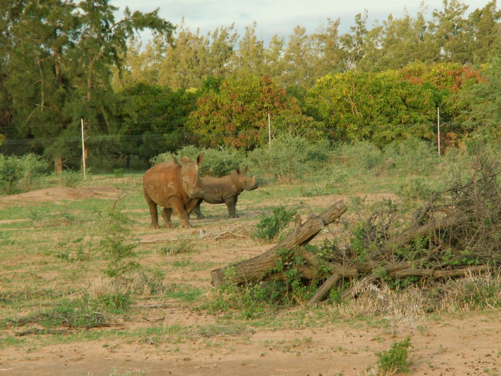 KRUGER NATIONAL PARK - twee witte neushoorns