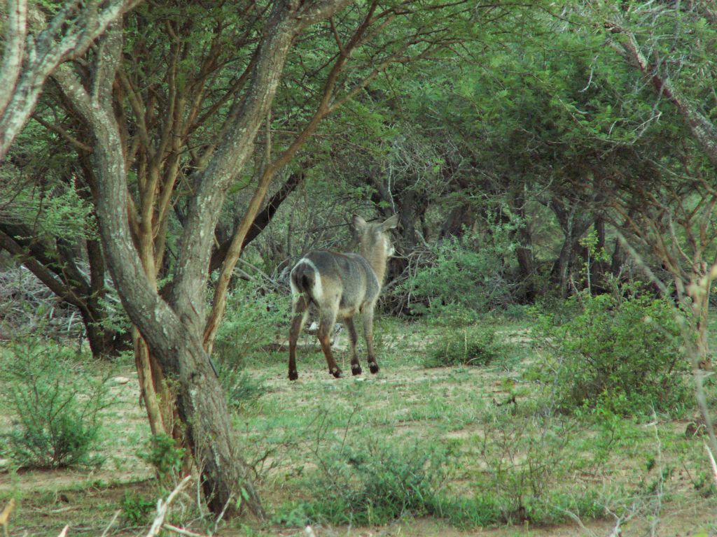 KRUGER NATIONAL PARK - een waterbok