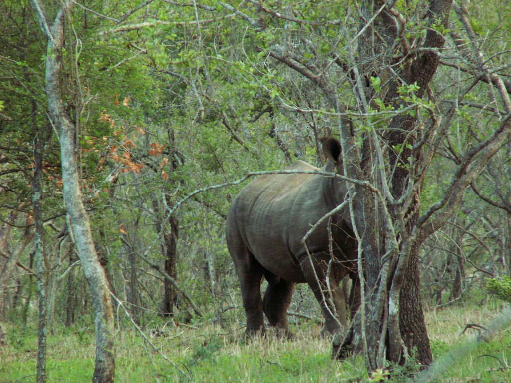 KRUGER NATIONAL PARK - een neushoorn