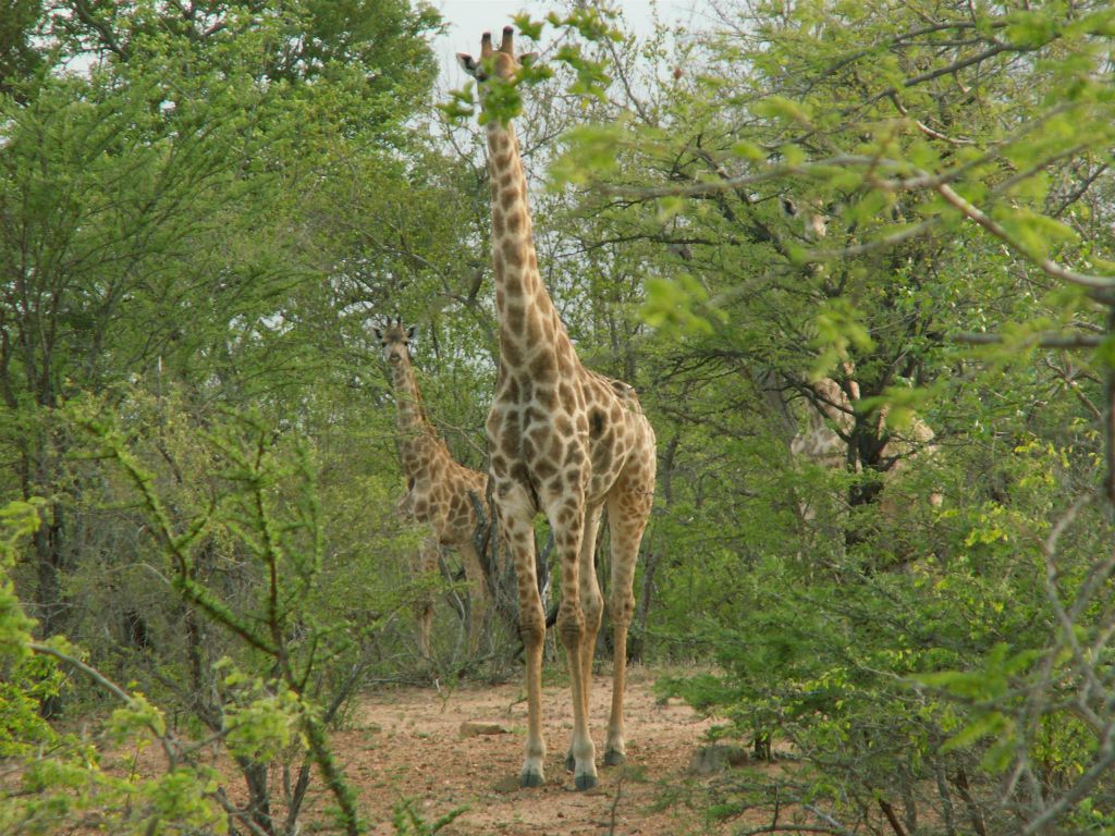 KRUGER NATIONAL PARK - een giraffe (ZA= kameelperd)