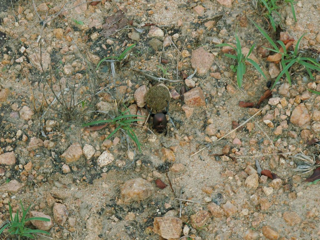 KRUGER NATIONAL PARK - een mest kever (ZA = miskruier)