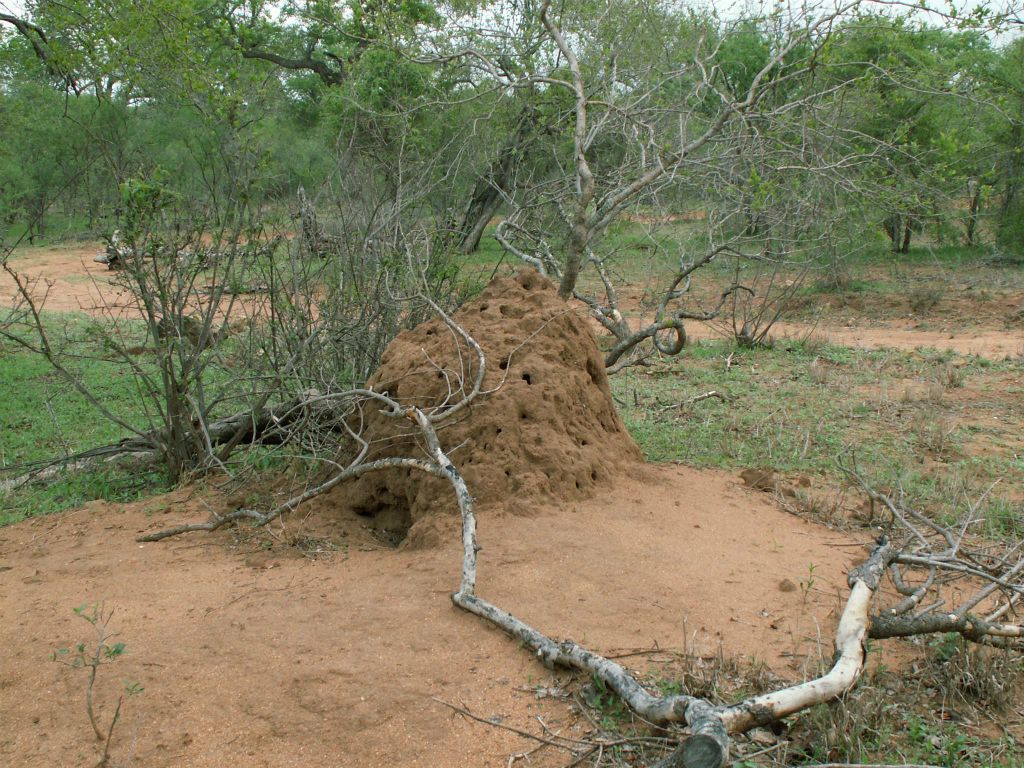 KRUGER NATIONAL PARK - een termieten heuvel