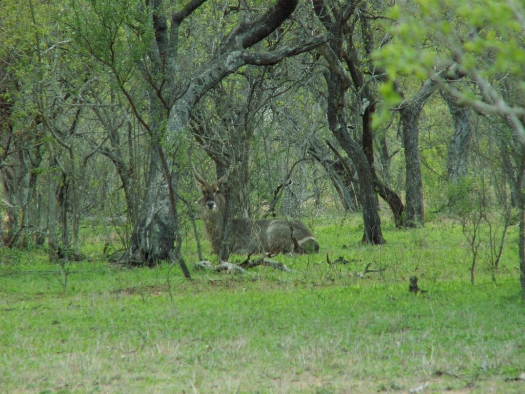 KRUGER NATIONAL PARK - een waterbok