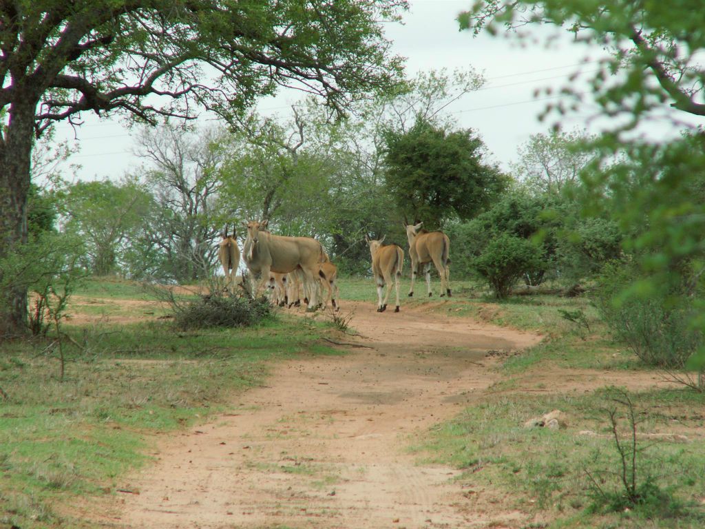 KRUGER NATIONAL PARK - enkele elandantilopen
