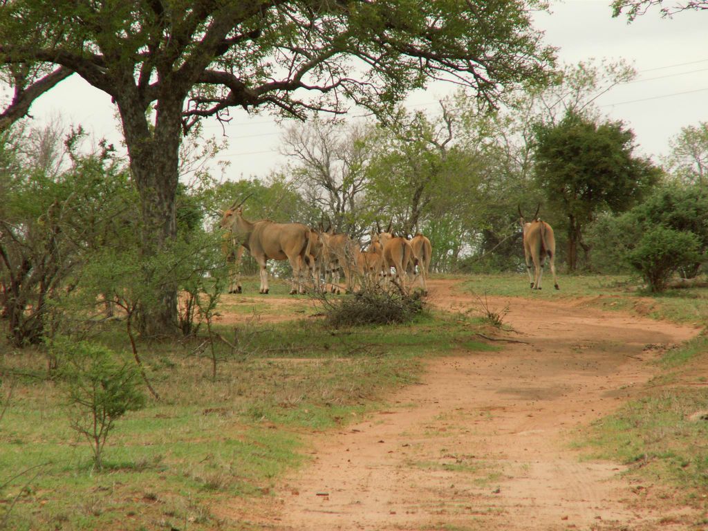 KRUGER NATIONAL PARK - enkele elandantilopen