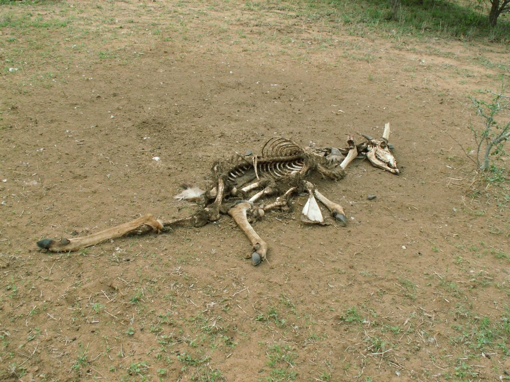 KRUGER NATIONAL PARK - een skelet
