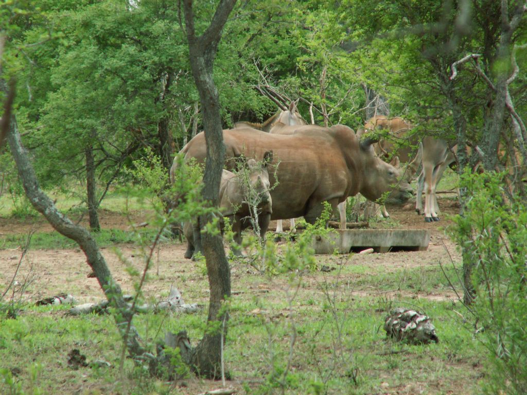 KRUGER NATIONAL PARK - twee witte neushoorns