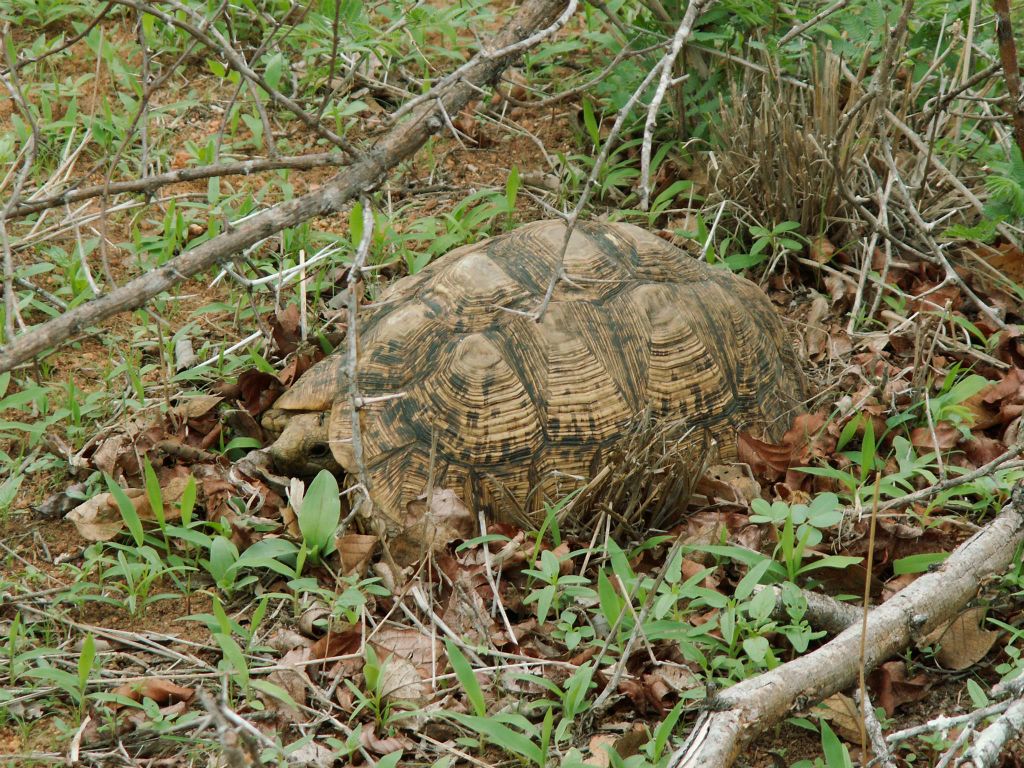 KRUGER NATIONAL PARK - een schildpad