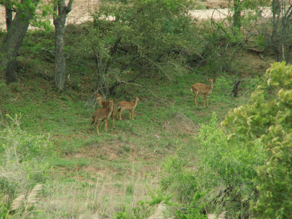 KRUGER NATIONAL PARK - enkele nyala's