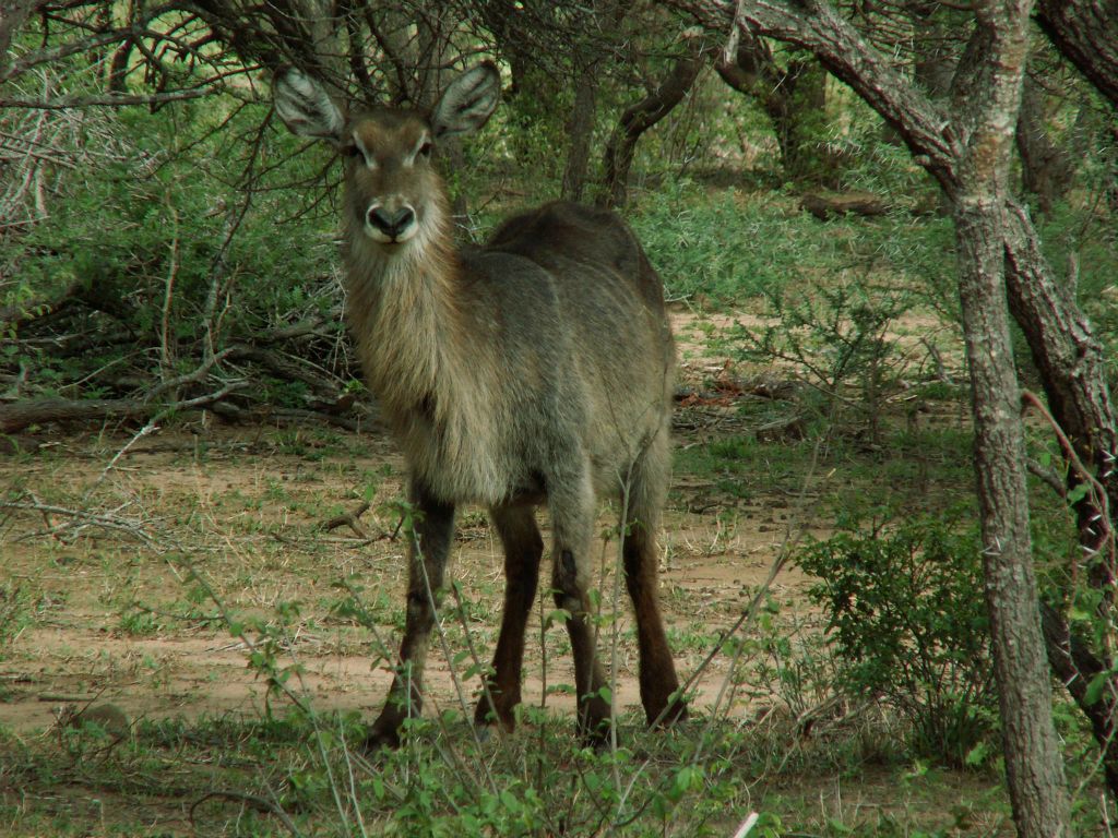 KRUGER NATIONAL PARK - een waterbok