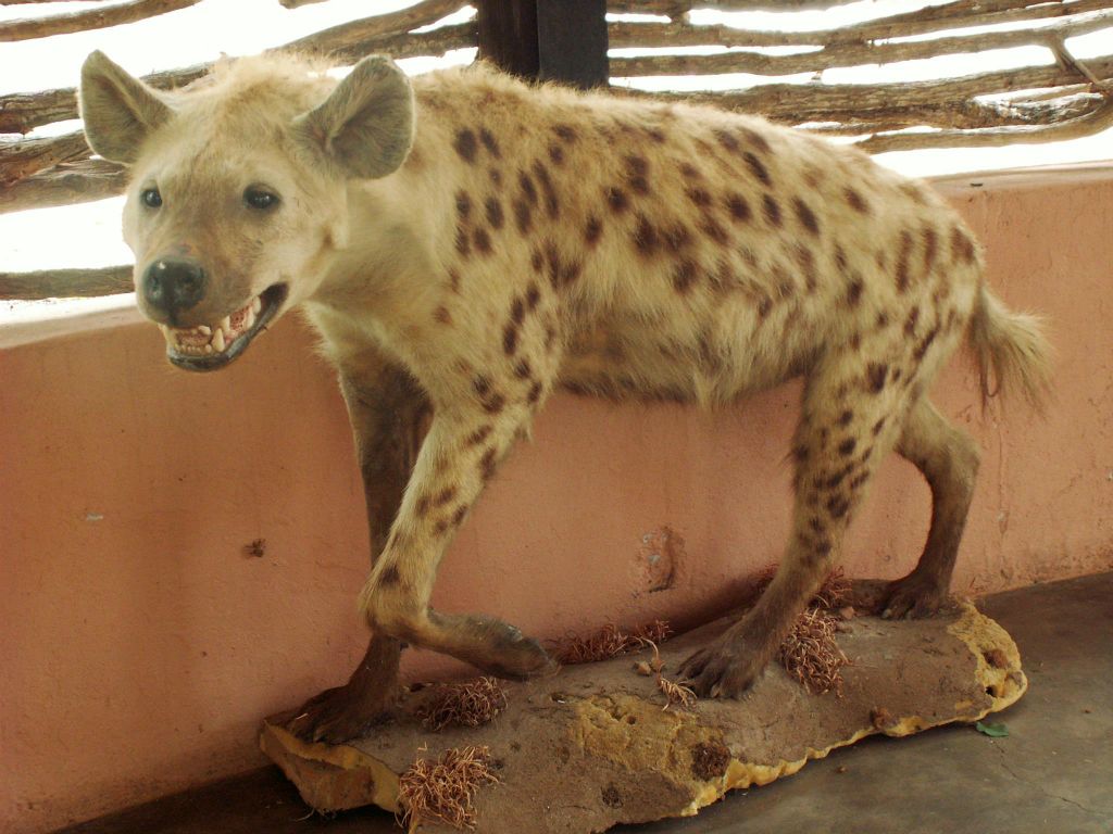 KRUGER NATIONAL PARK - een opgezette hyena