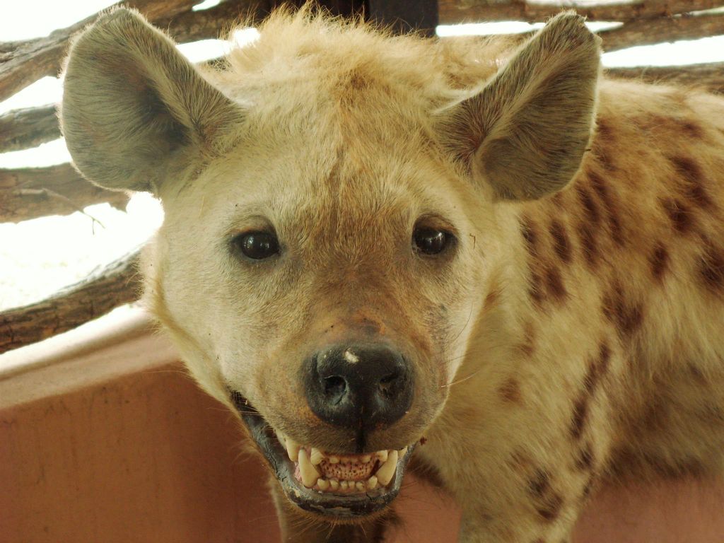 KRUGER NATIONAL PARK - een opgezette hyena