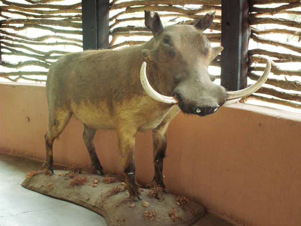 KRUGER NATIONAL PARK - een opgezet wild zwijn