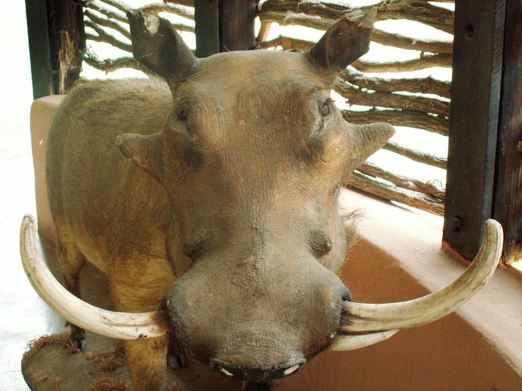 KRUGER NATIONAL PARK - een opgezet wild zwijn
