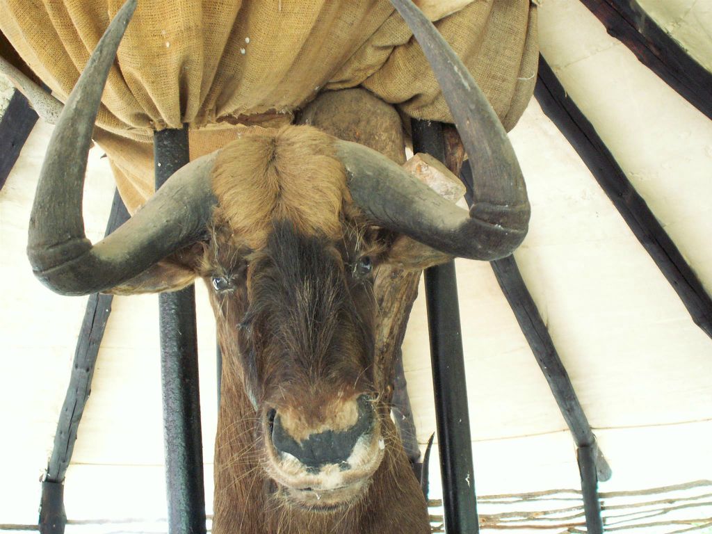 KRUGER NATIONAL PARK - een opgezette gnoe