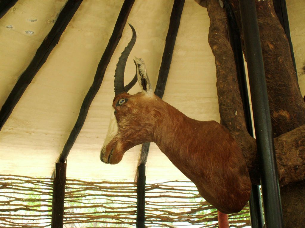 KRUGER NATIONAL PARK - een opgezette bok