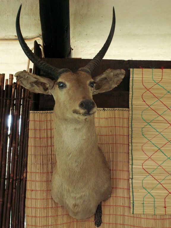 KRUGER NATIONAL PARK - een opgezette rietboek