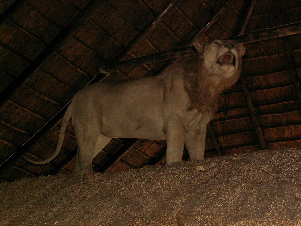 KRUGER NATIONAL PARK - een opgezette leeuw