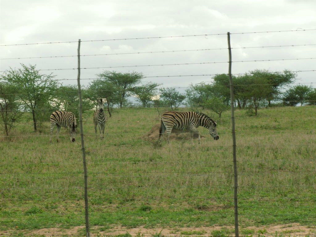 KRUGER NATIONAL PARK - enkele zebra's