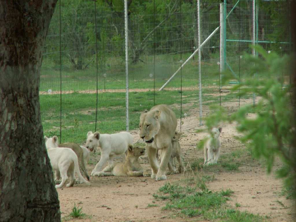 KRUGER NATIONAL PARK - enkele leeuwen