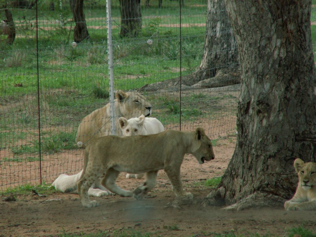 KRUGER NATIONAL PARK - enkele leeuwen