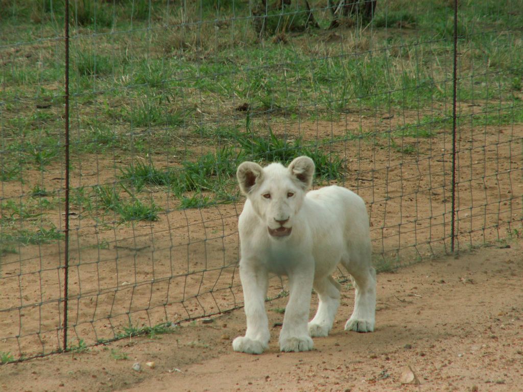 KRUGER NATIONAL PARK - een witte leeuw