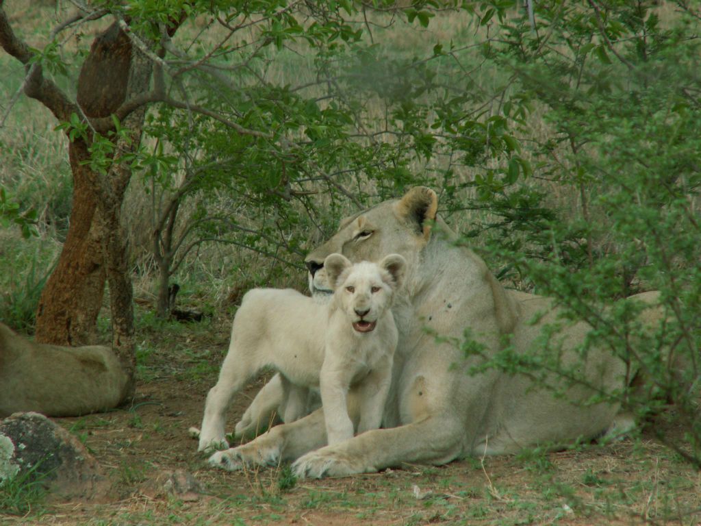 KRUGER NATIONAL PARK - enkele leeuwen