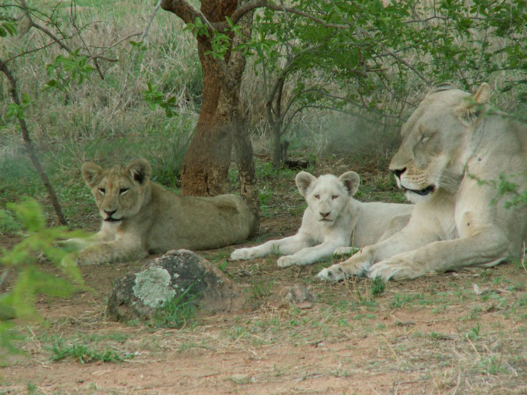 KRUGER NATIONAL PARK - enkele leeuwen