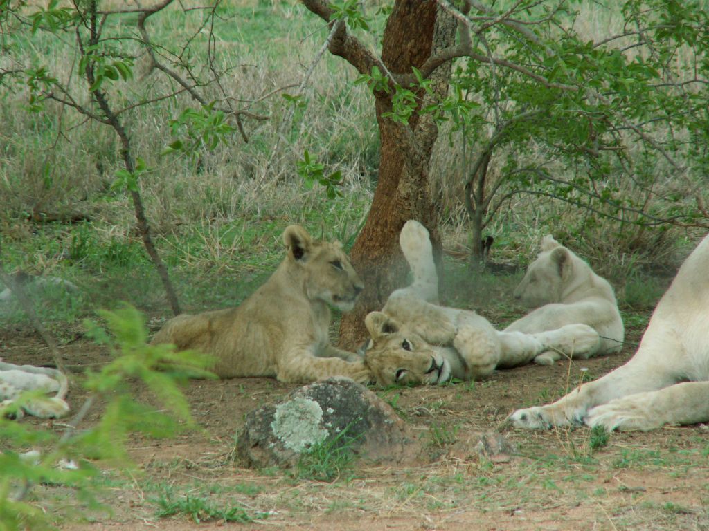 KRUGER NATIONAL PARK - enkele leeuwen