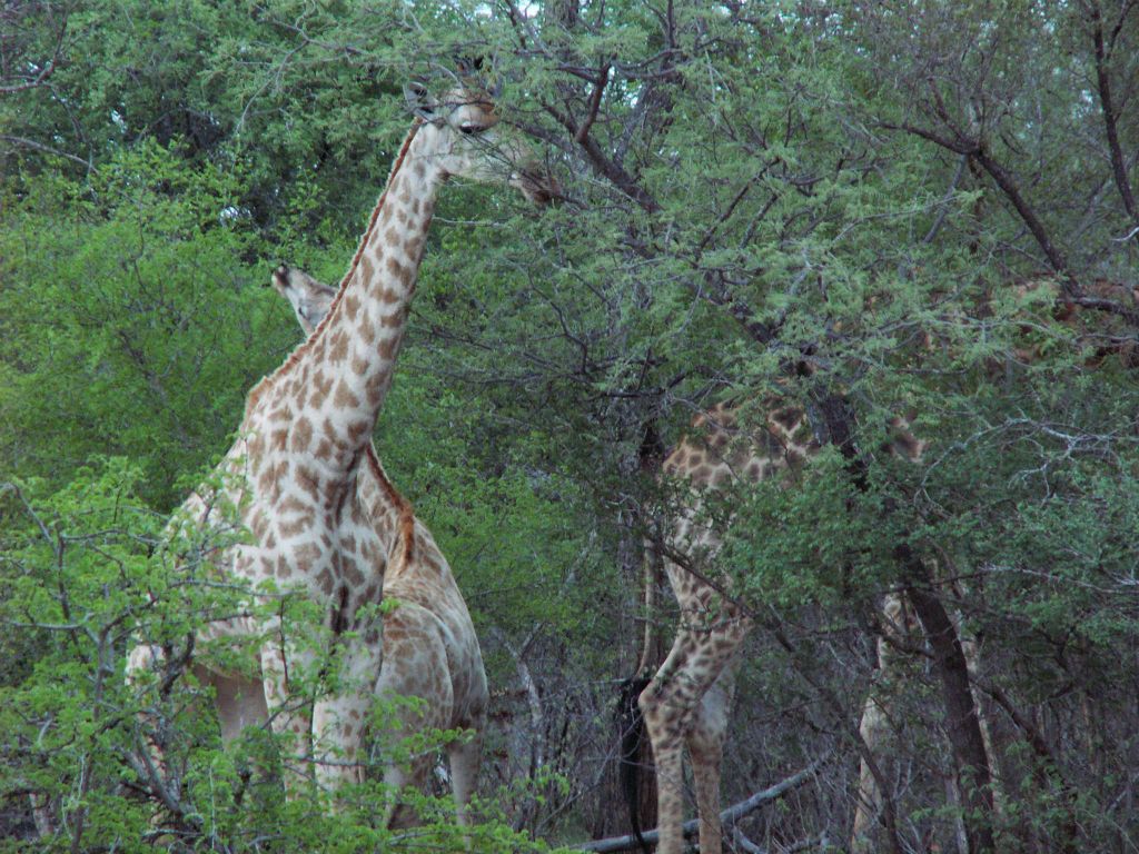 KRUGER NATIONAL PARK - enkele giraffen (ZA=kameelperd)