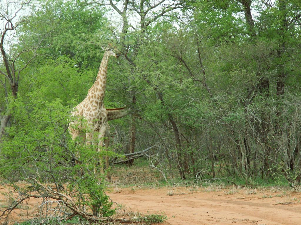 KRUGER NATIONAL PARK - enkele giraffen (ZA=kameelperd)