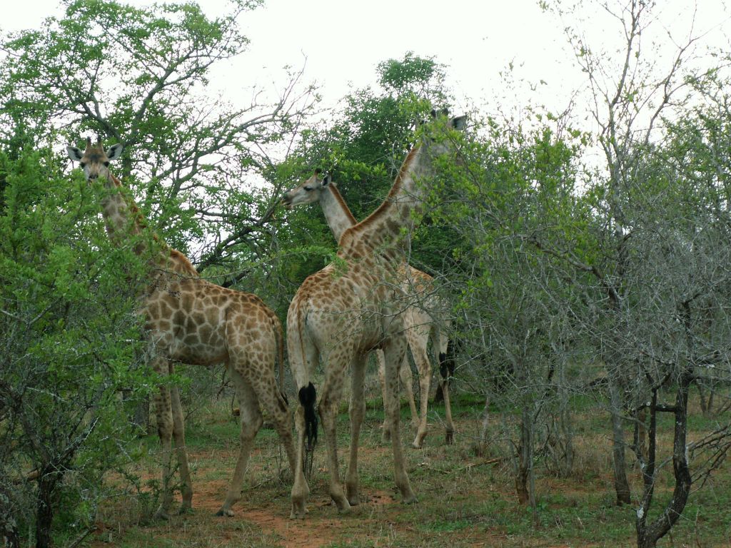KRUGER NATIONAL PARK - enkele giraffen (ZA=kameelperd)