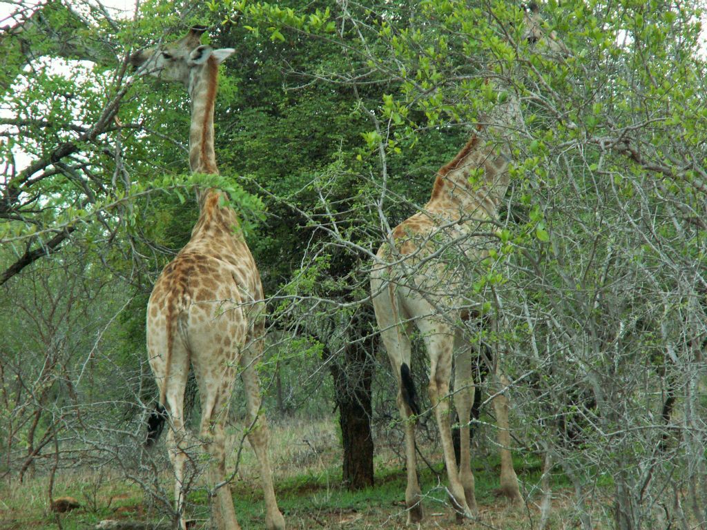 KRUGER NATIONAL PARK - enkele giraffen (ZA=kameelperd)