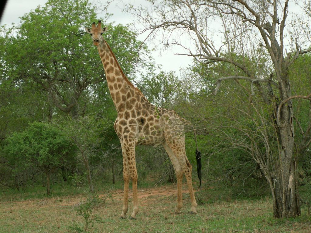 KRUGER NATIONAL PARK - een giraffe (ZA=kameelperd)