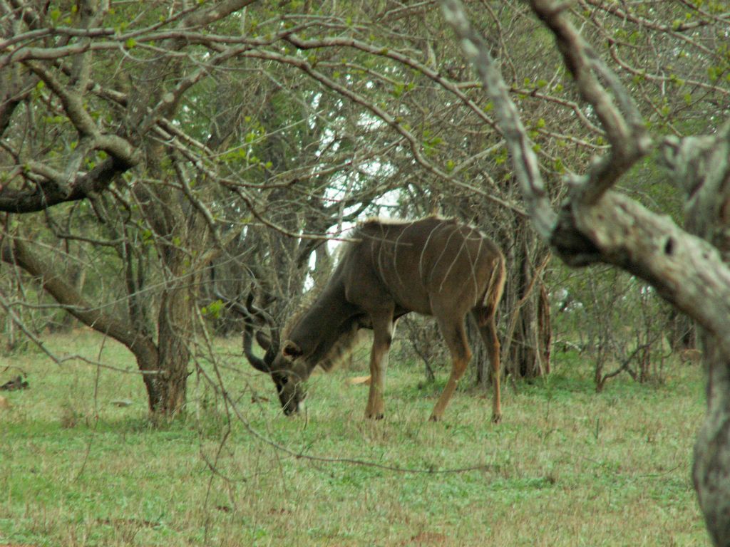 KRUGER NATIONAL PARK - een manntjes kudu (ZA=koedoe)