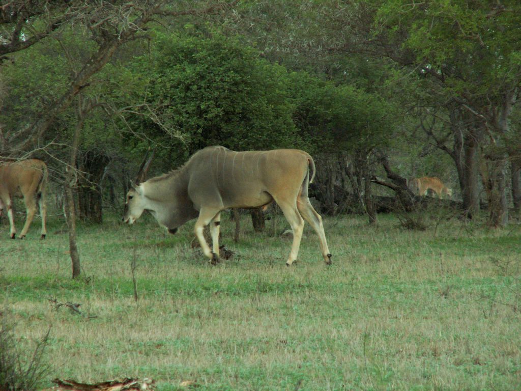 KRUGER NATIONAL PARK - een elandantilope