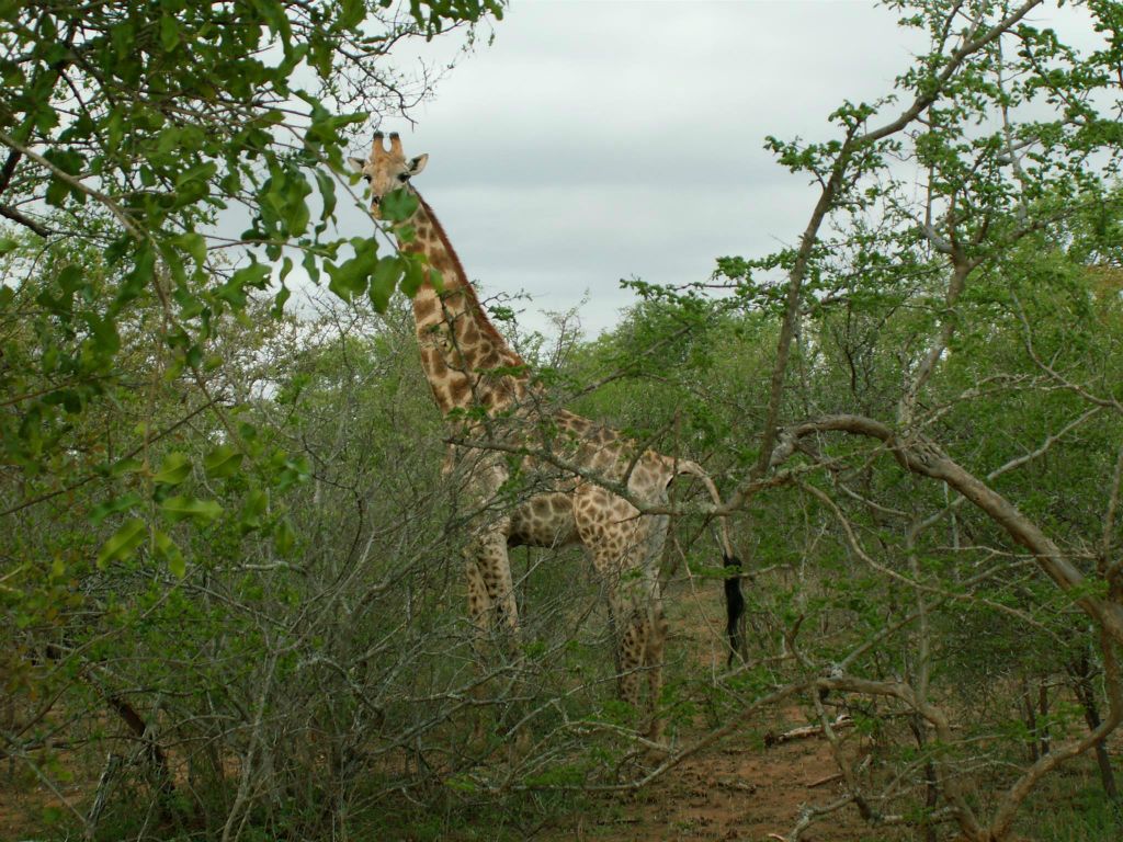 KRUGER NATIONAL PARK - een giraffe (ZA=kameelperd)