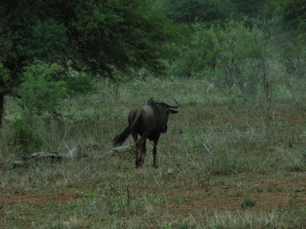 KRUGER NATIONAL PARK - een gnoe