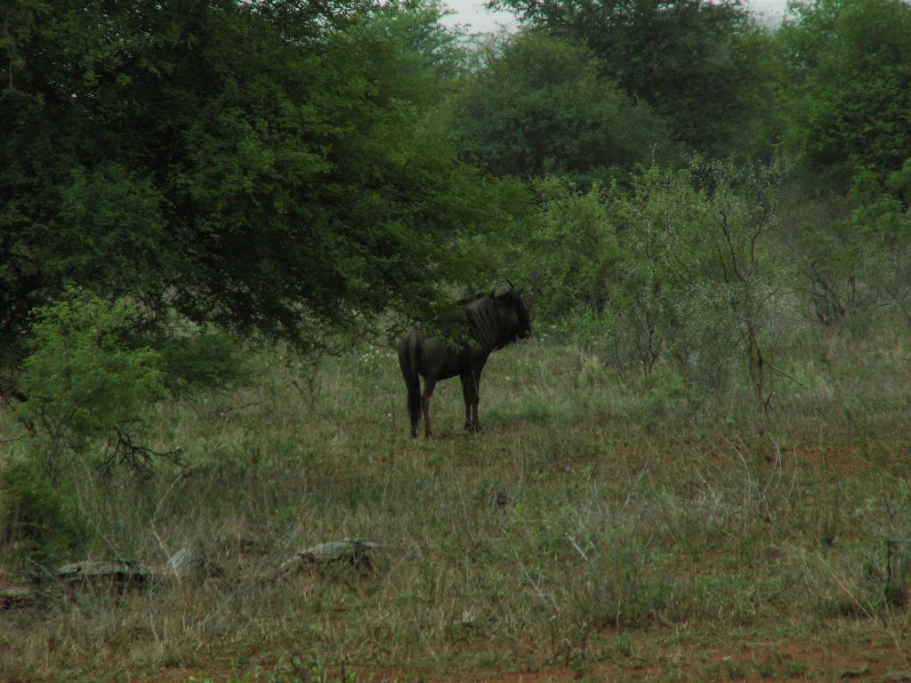KRUGER NATIONAL PARK - een gnoe