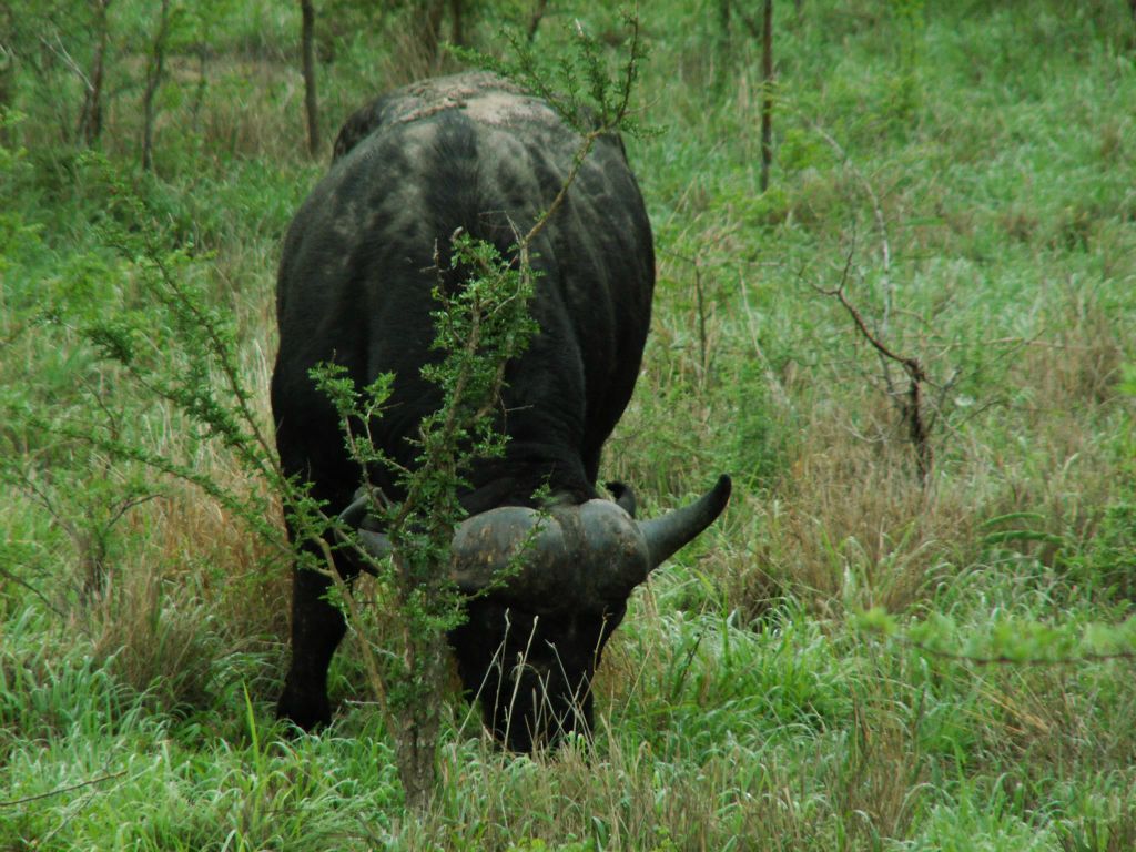 KRUGER NATIONAL PARK - een kaapse buffel