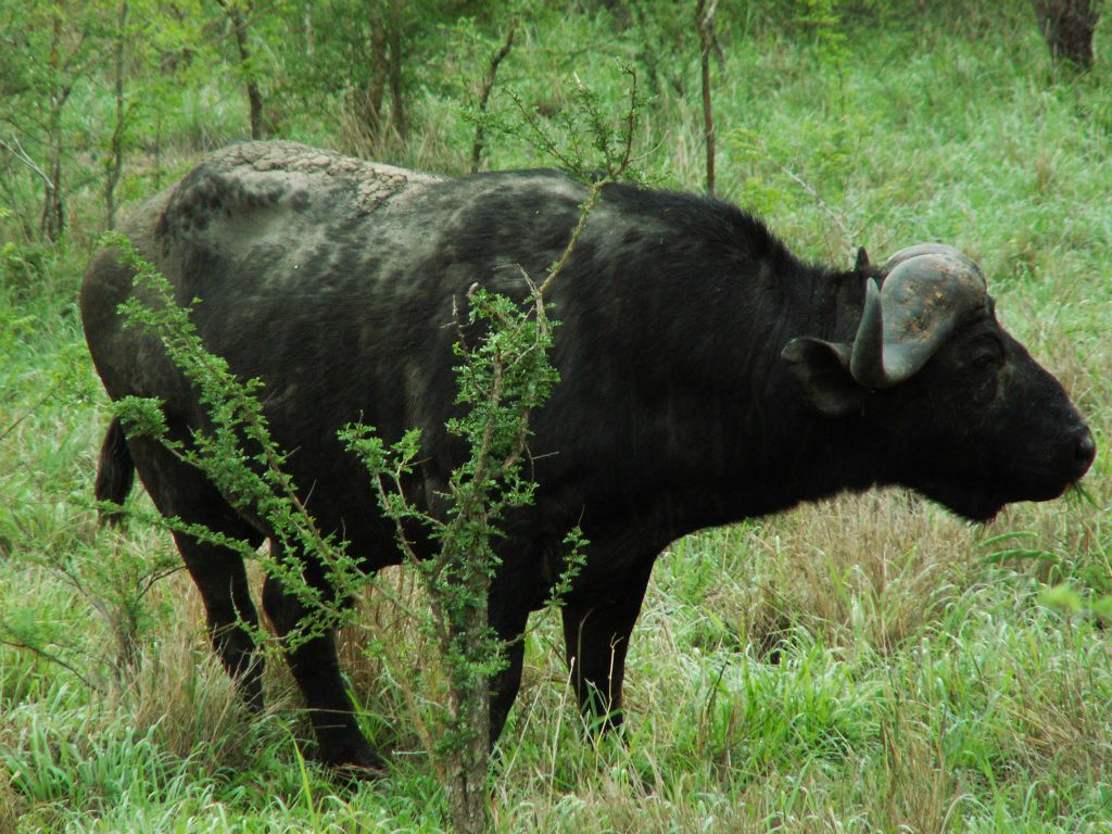 KRUGER NATIONAL PARK - een kaapse buffel