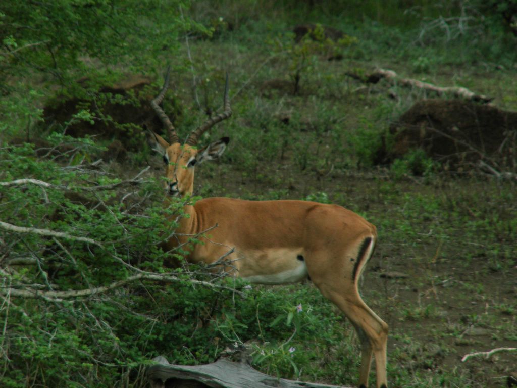 KRUGER NATIONAL PARK - een mannetjes impala (ZA=rooibok)