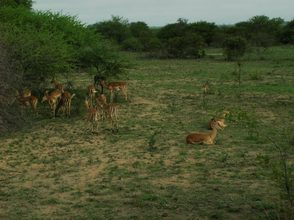 KRUGER NATIONAL PARK - een kudde impala's (ZA=rooibok)