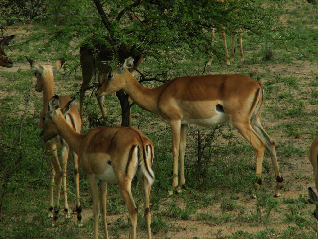KRUGER NATIONAL PARK - enkele impala's (ZA=rooibok)