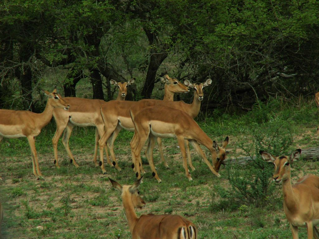 KRUGER NATIONAL PARK - een kudde impala's (ZA=rooibok)