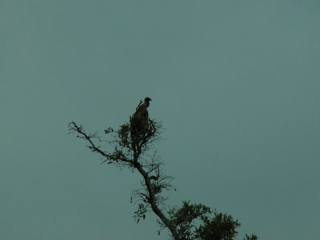 KRUGER NATIONAL PARK - een kransgier (cape vulture)