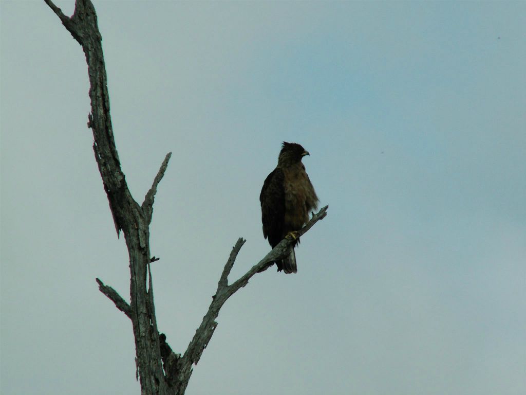KRUGER NATIONAL PARK - een roofvogel
