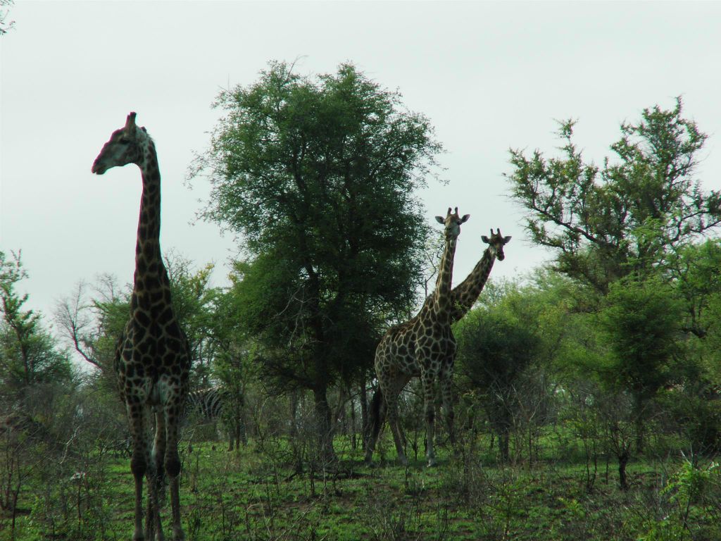 KRUGER NATIONAL PARK - enkele giraffen (ZA=kameelperd)
