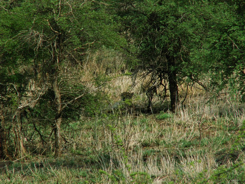 KRUGER NATIONAL PARK - een cheetah